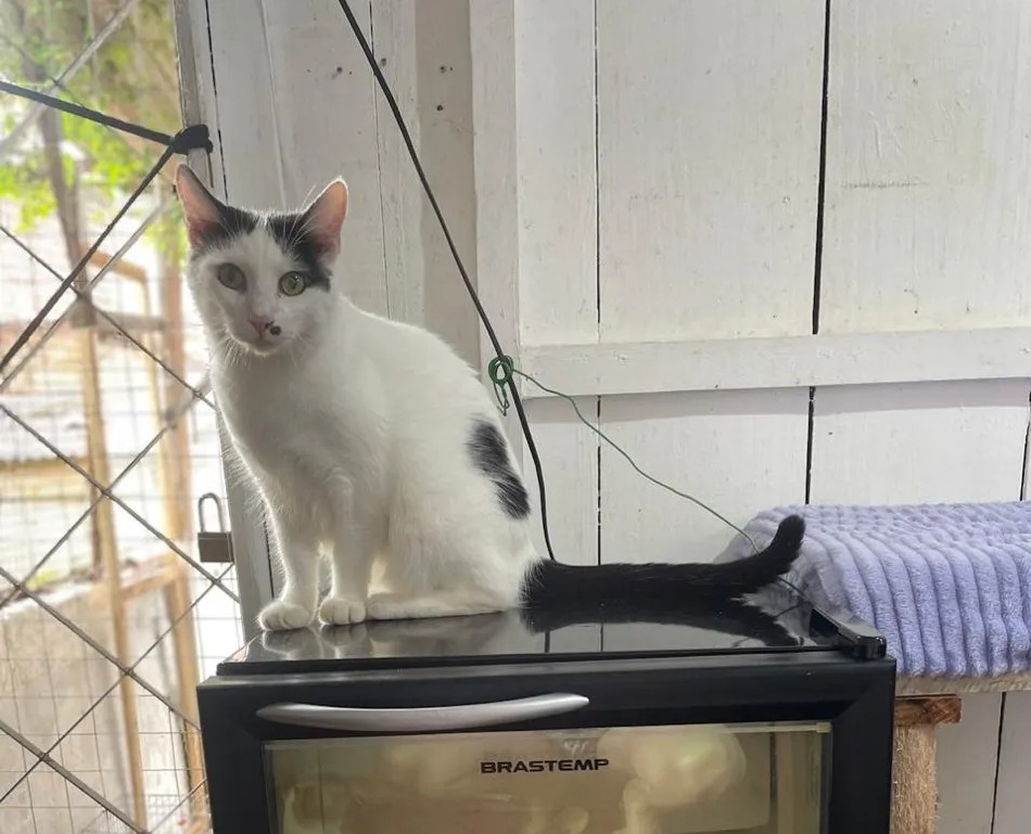 Gata resgatada pronta para adoção