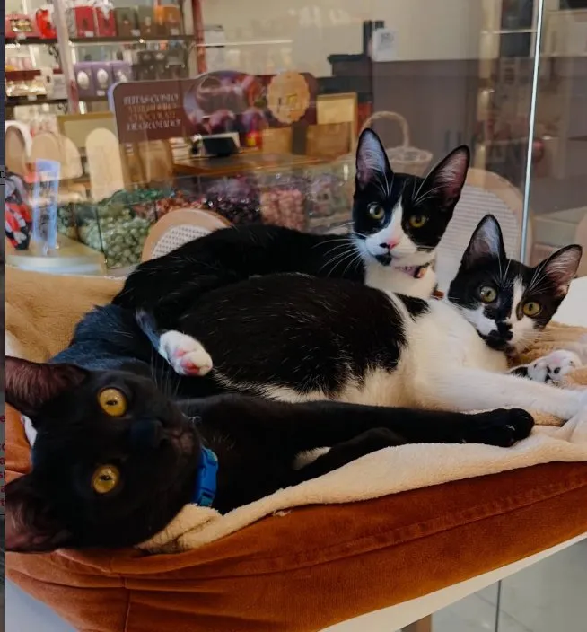 Gatinhos resgatados no abrigo
